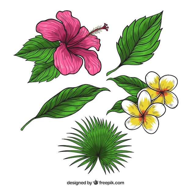 Colección Adorable De Flores Tropicales Dibujadas A Mano Vector Gratis 9218