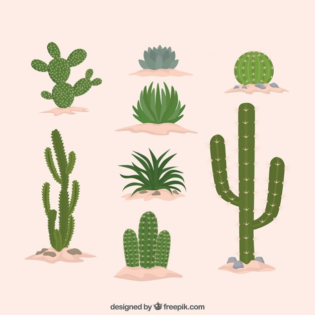 Colecci N De Cactus De Dise O Plano Vector Premium