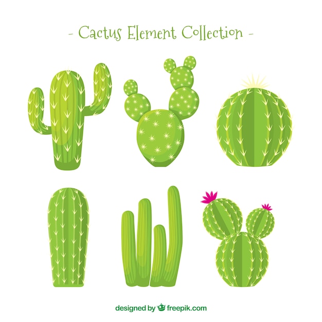 cactus vector 2d top down
