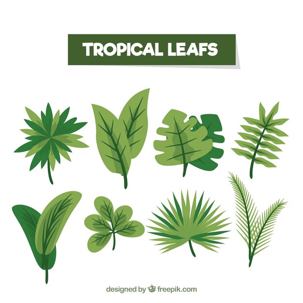 Colección colorida de hojas tropicales con diseño plano | Vector Gratis
