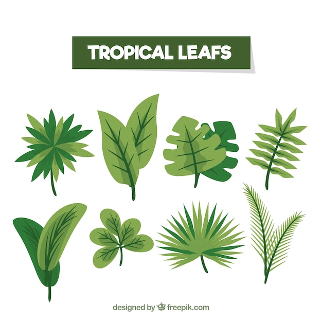 Colección colorida de hojas tropicales con diseño plano | Vector Gratis