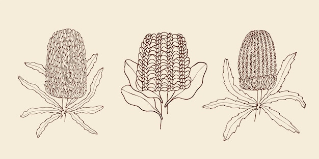 Colección de flores de banksia de dibujo | Vector Premium