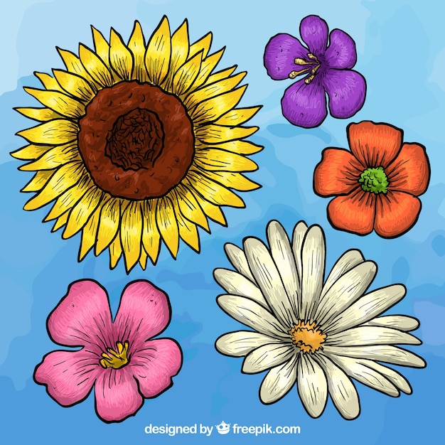 Colección De Flores Dibujadas A Mano Vector Gratis 4407