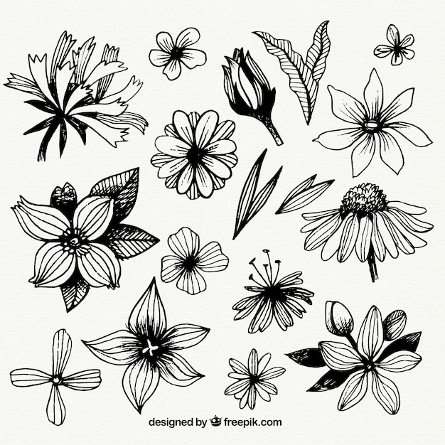 Colecci N De Flores Dibujadas A Mano Vector Gratis