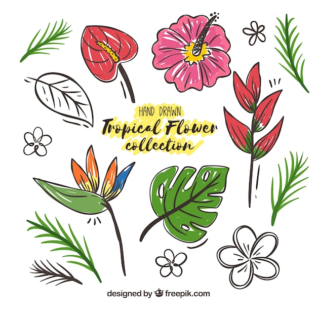 Colección de flores tropicales con colores Vector Gratis