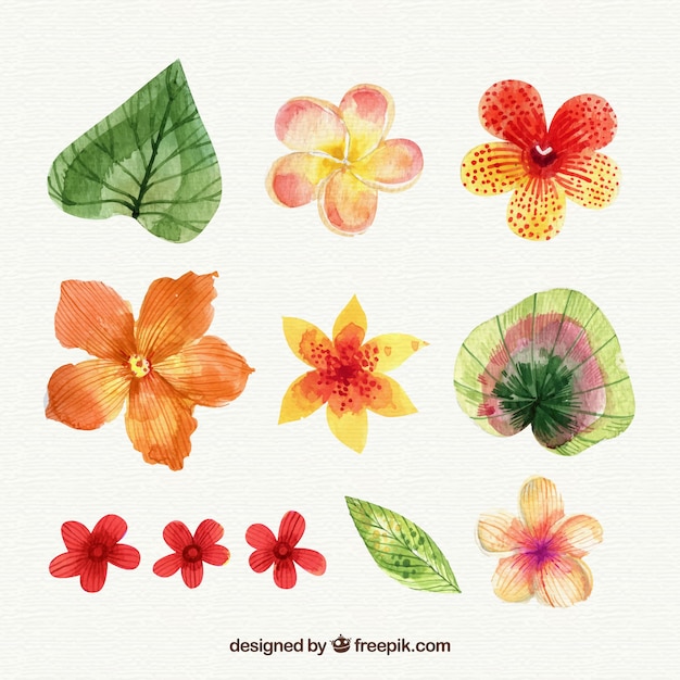 Colección de flores tropicales en estilo acuarela Vector Gratis