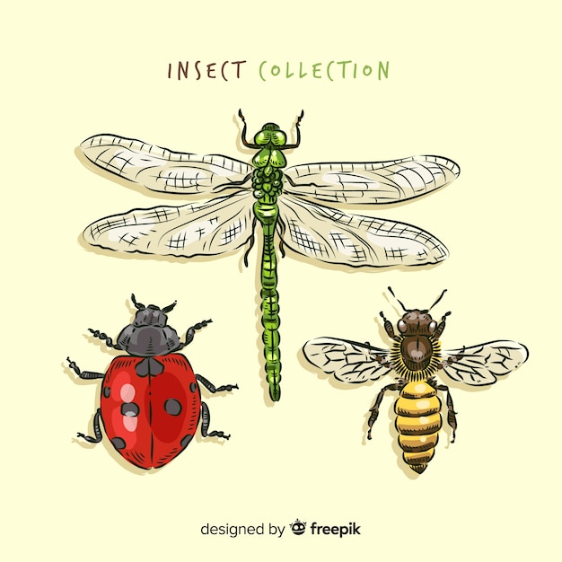 Colección insectos realistas dibujados a mano Vector Gratis