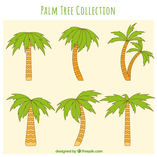 Colección De Palmeras Dibujadas A Mano Vector Gratis 8155