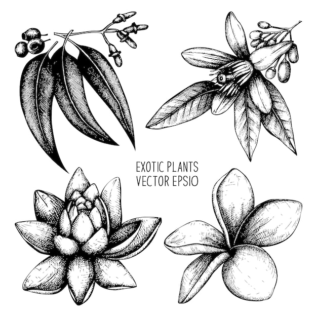 Colección De Plantas Exóticas Conjunto De Flores Tropicales Bosquejadas A Mano Vector Premium