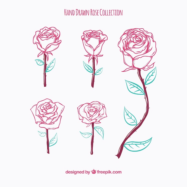 Colección De Rosas Dibujadas A Mano Vector Gratis 2251