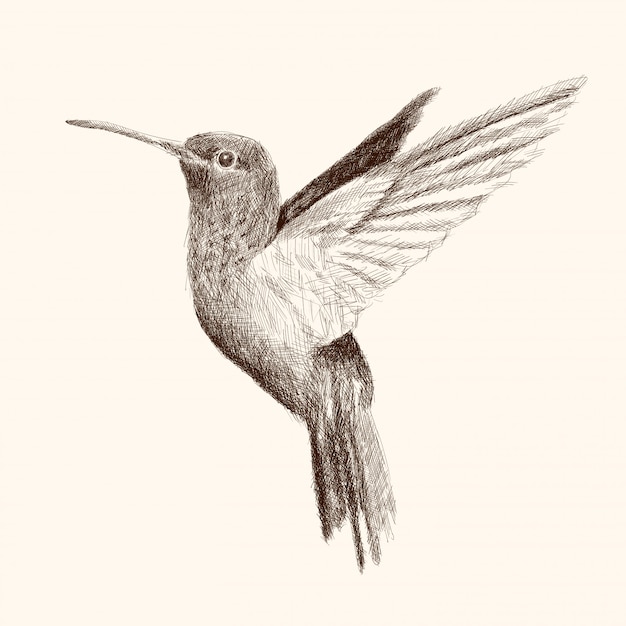 El Colibri Agita Sus Alas Y Vuela Dibujo A Mano Lapiz Dibujo Sobre Un Fondo Beige Vector Premium