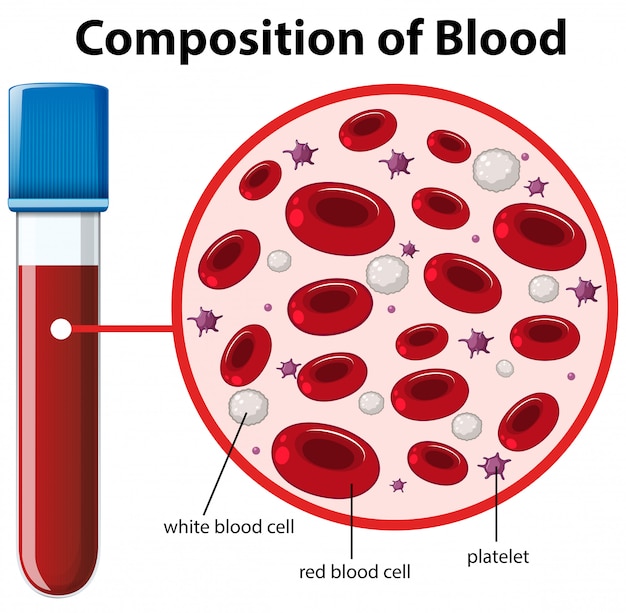 Composición del diagrama de sangre | Vector Premium