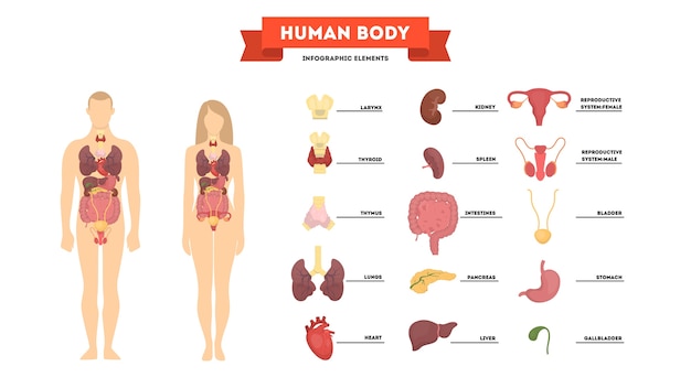 Concepto De Anatomía Humana Cuerpo Femenino Y Masculino Vector Premium 5391