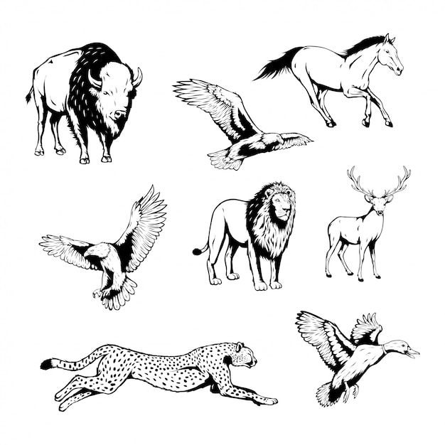 Conjunto de animales salvajes con ilustración de vector dibujado a mano Vector Premium