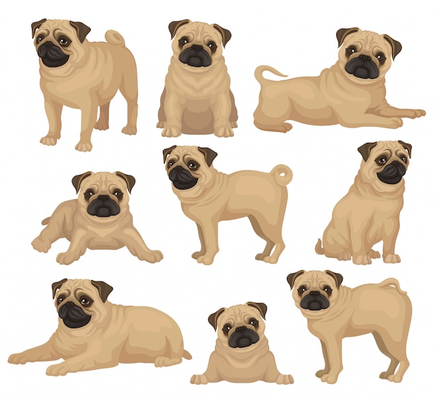 juguetes para pug