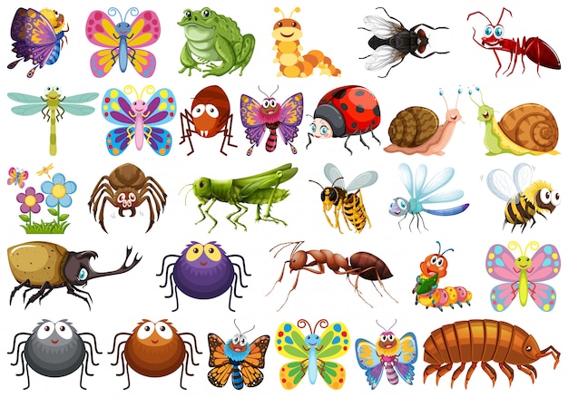 Insectos | Vectores, Fotos de Stock y PSD Gratis