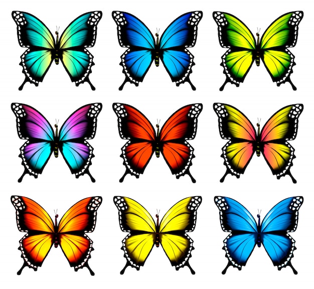 Conjunto De Coloridas Mariposas Vector Premium 5779