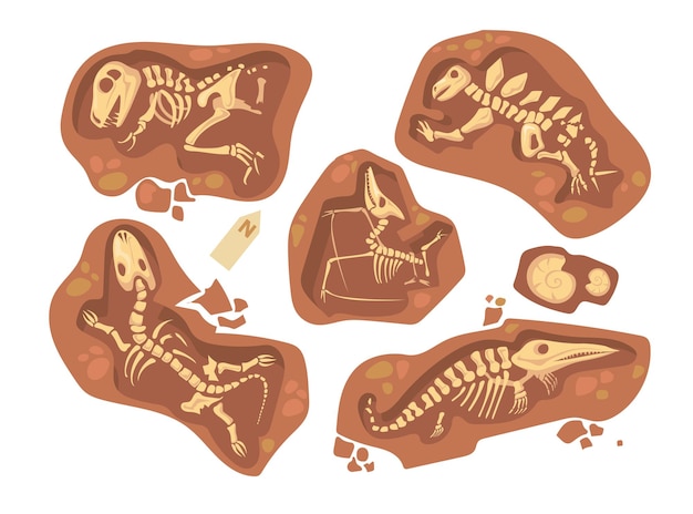 Conjunto De Dibujos Animados De Diferentes Fósiles De Dinosaurios Ilustración Plana Vector 