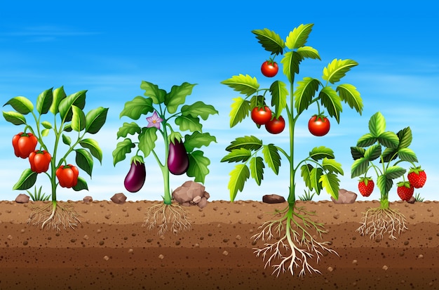Conjunto de diferentes plantas de vegetales y frutas | Vector Premium