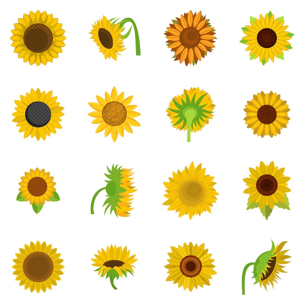 Conjunto De Iconos De Flor De Girasol Vector Aislado Vector Premium