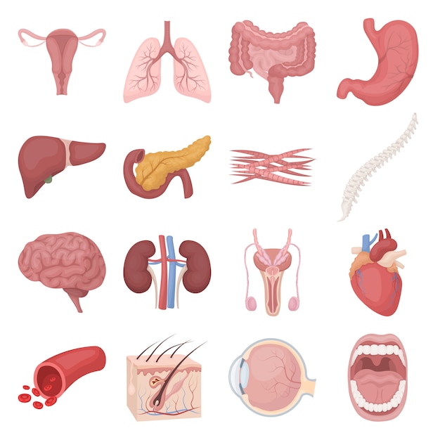 Conjunto de iconos de vector de dibujos animados de órgano humano interno. ilustración de vector de órgano humano interno. Vector Premium