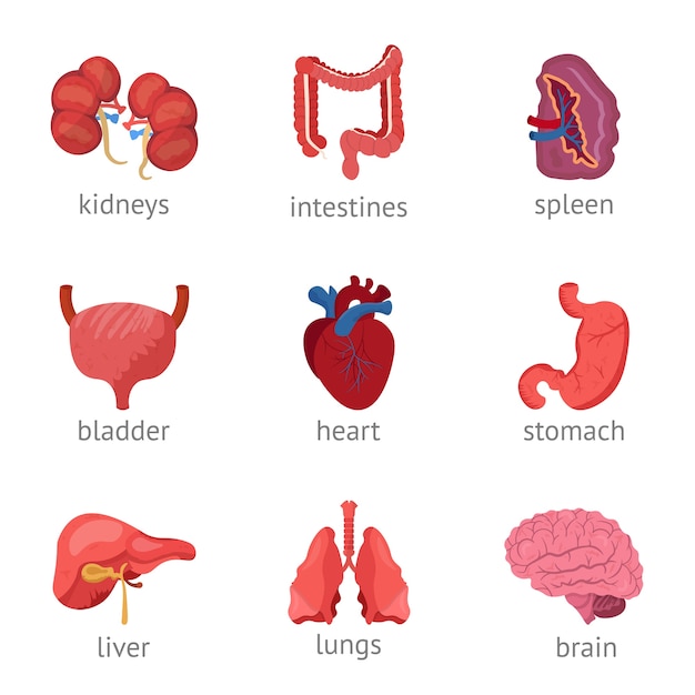 Conjunto De Ilustraciones De órganos Internos Cerebro Corazón Estómago Riñones Pulmones 0006