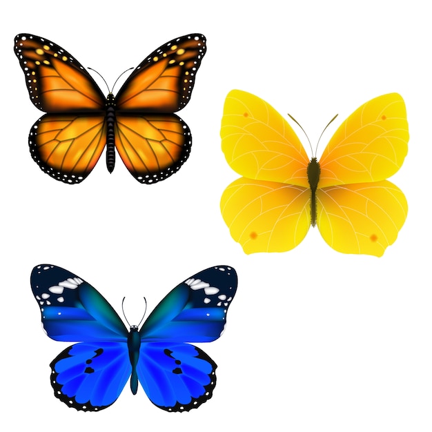 Conjunto De Mariposa | Vector Premium