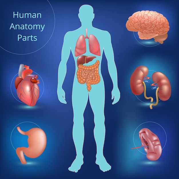 Conjunto De Partes De Anatomía Humana Vector Premium