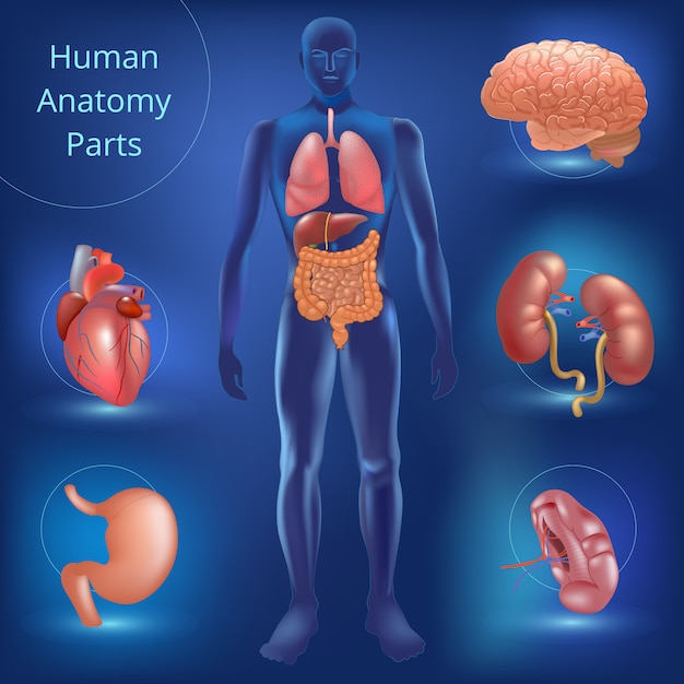 Lista 102 Foto Anatomía Del Hombre Y La Mujer Alta Definición Completa 2k 4k 5434