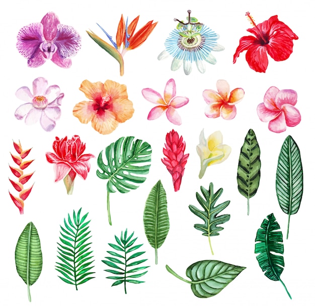 Conjunto De Plantas Tropicales Acuarela Dibujada A Mano Vector Premium 9436