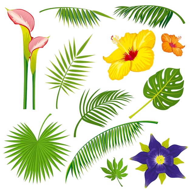 Conjunto De Vectores De Hojas Y Flores De Selva Tropical Vector Premium 5457