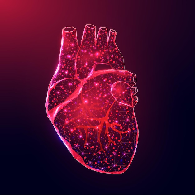 Corazón Humano Estilo De Estructura Metálica Baja Concepto De Ciencia