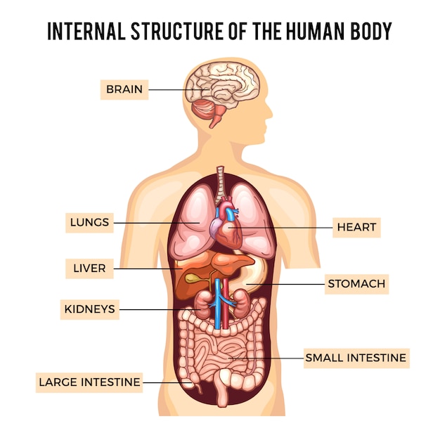 Cuerpo Humano Y Sistemas De Organos Vector Premium