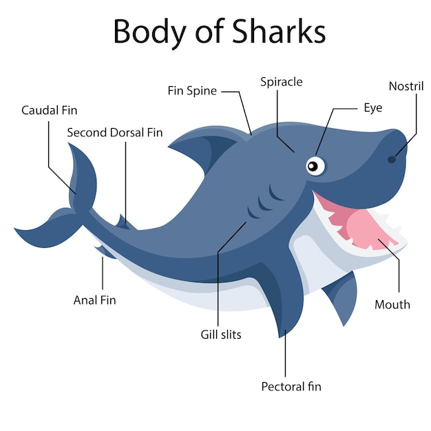 Cuerpo ilustrador de tiburones. | Vector Premium