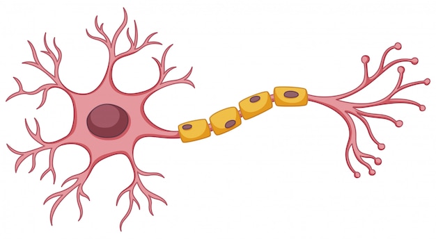 Resultado de imagen para neuronas animado