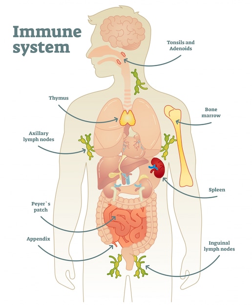 Diagrama Completo Del Sistema Inmune Humano Vector Ilustrado Vector Premium