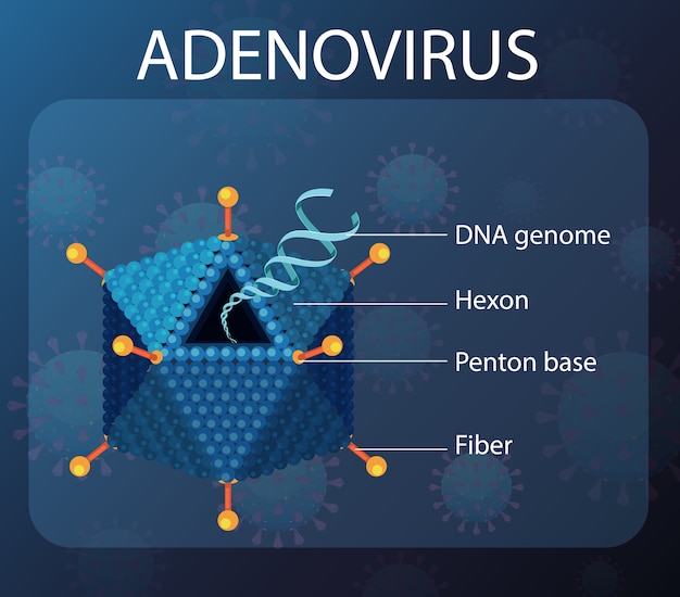 Diagrama de estructura de adenovirus sobre fondo de virus | Vector Gratis