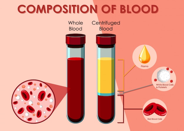 Diagrama que muestra la composición de la sangre. | Vector Gratis