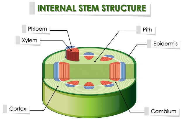 Diagrama que muestra la estructura interna del tallo