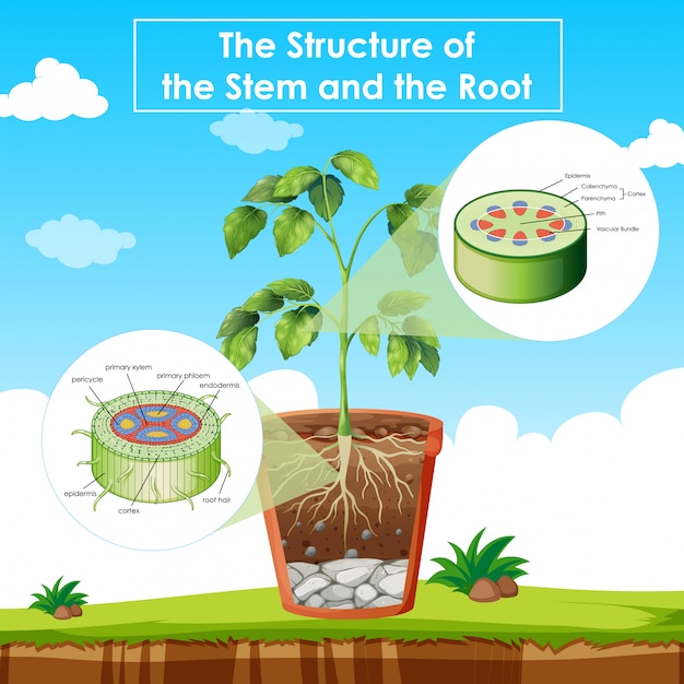 Diagrama Que Muestra La Estructura Del Tallo Y La Ra Z Vector Gratis