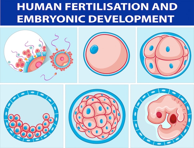 Diagrama Que Muestra La Fertilización Humana Y El Desarrollo Embrionario Vector Premium 8069