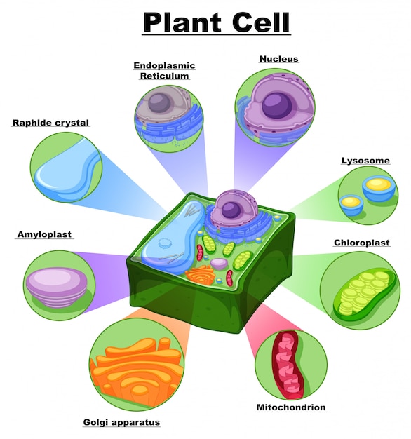 Diagrama Que Muestra Partes De La Celula Vegetal Vector Premium