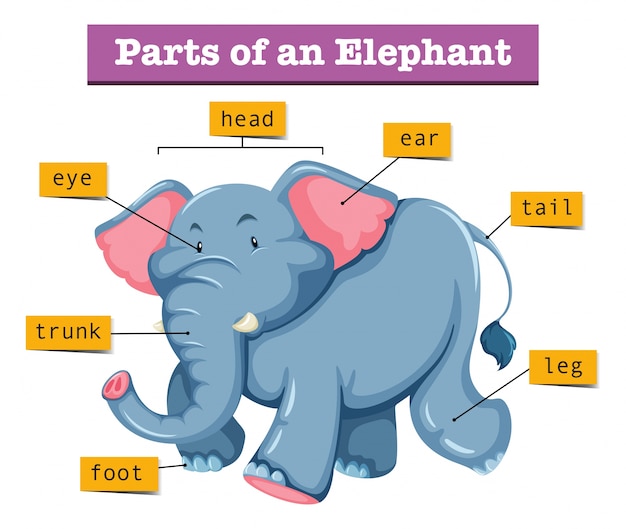 Diagrama Que Muestra Partes De Elefante Vector Premium