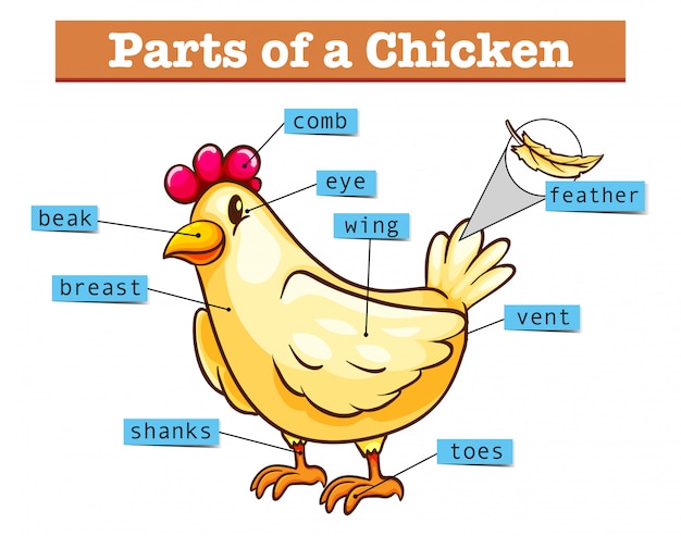 Diagrama Que Muestra Partes De Pollo Vector Premium 17340 | The Best