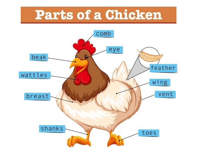 Diagrama que muestra partes de pollo | Vector Premium