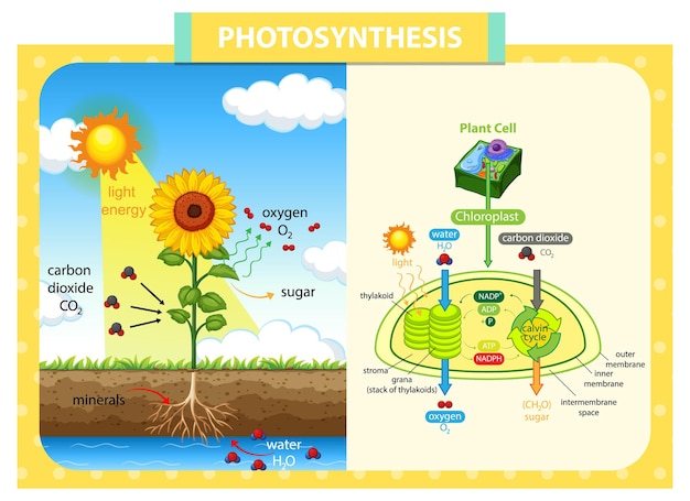 Diagrama Que Muestra Girasol Y Proceso De Fotos 237 Ntesis Vector Gr 225 Fico Riset 4588