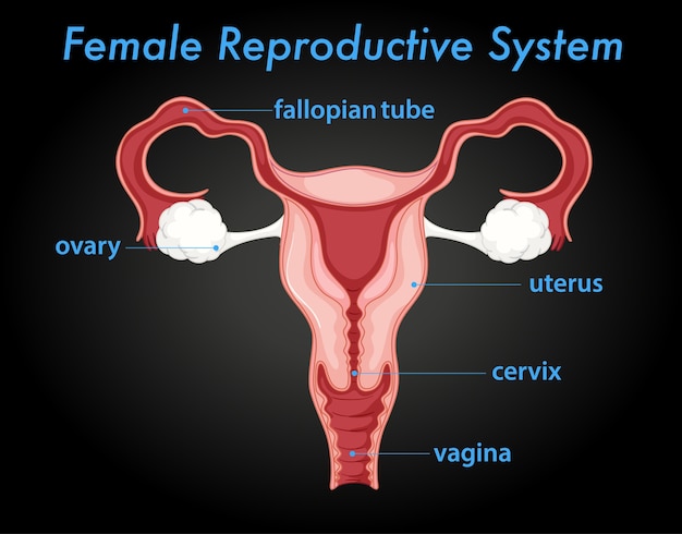 Diagrama Del Sistema Reproductor Femenino Vector Gratis 2802