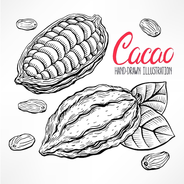 Dibuje Granos De Cacao Frutas Y Hojas Ilustración Dibujada A Mano Vector Premium 9109
