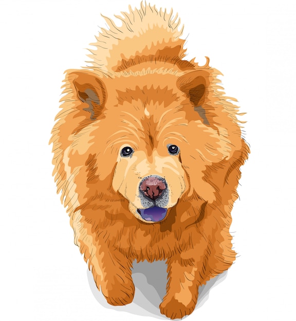 Dibujo en color de una raza de perro chow-chow | Vector Premium