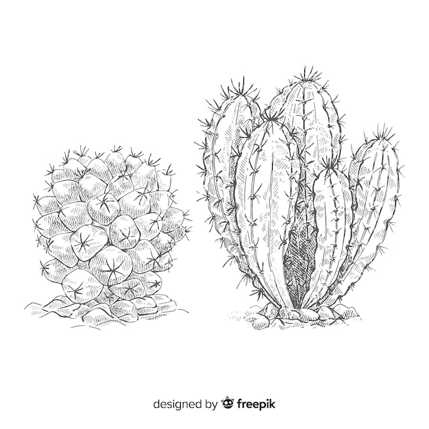 Dibujo De Dos Cactus Ilustracion En Blanco Y Negro Para Colorear